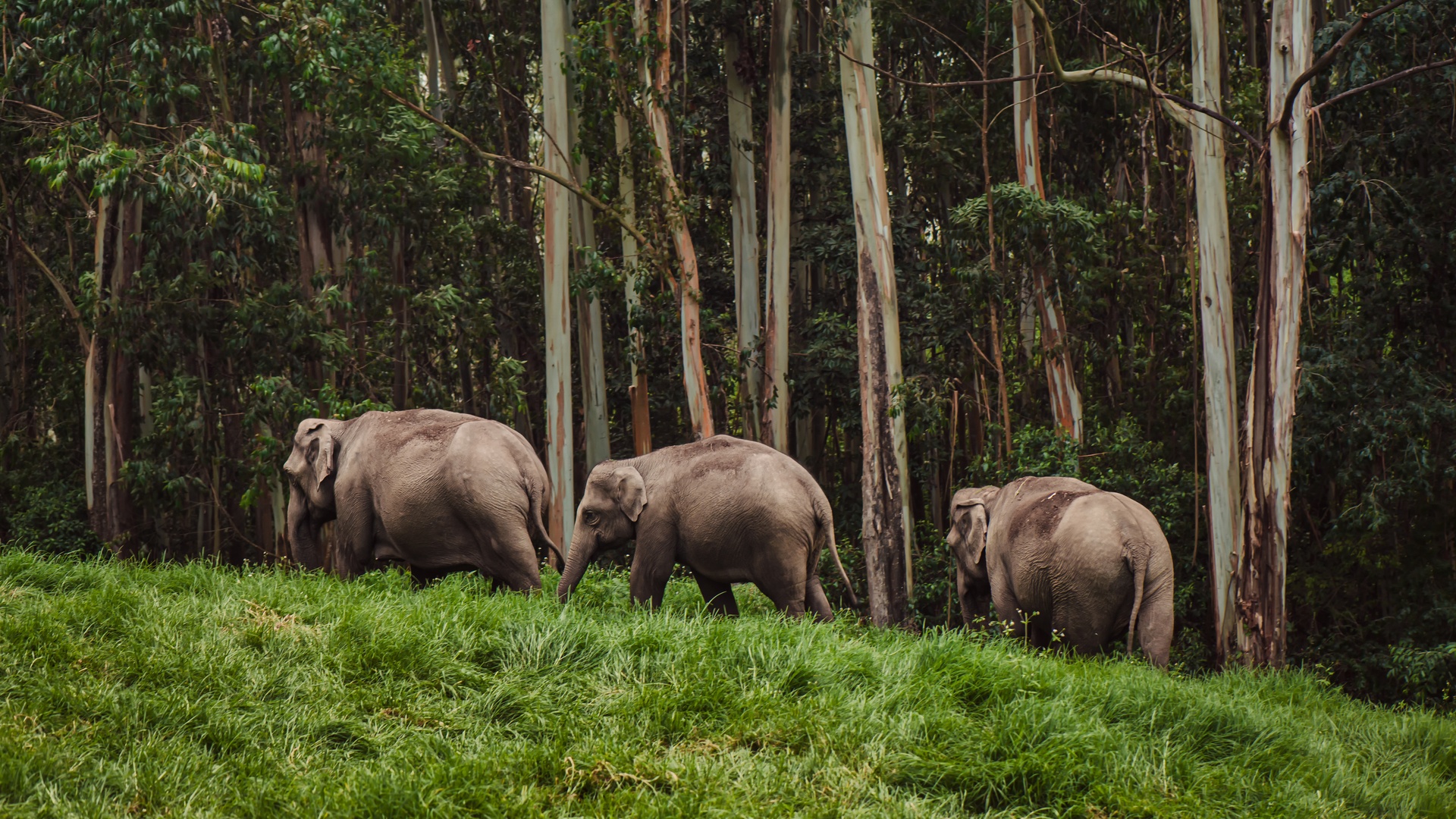 Enchanting Kerala 13 Nights & 14 days