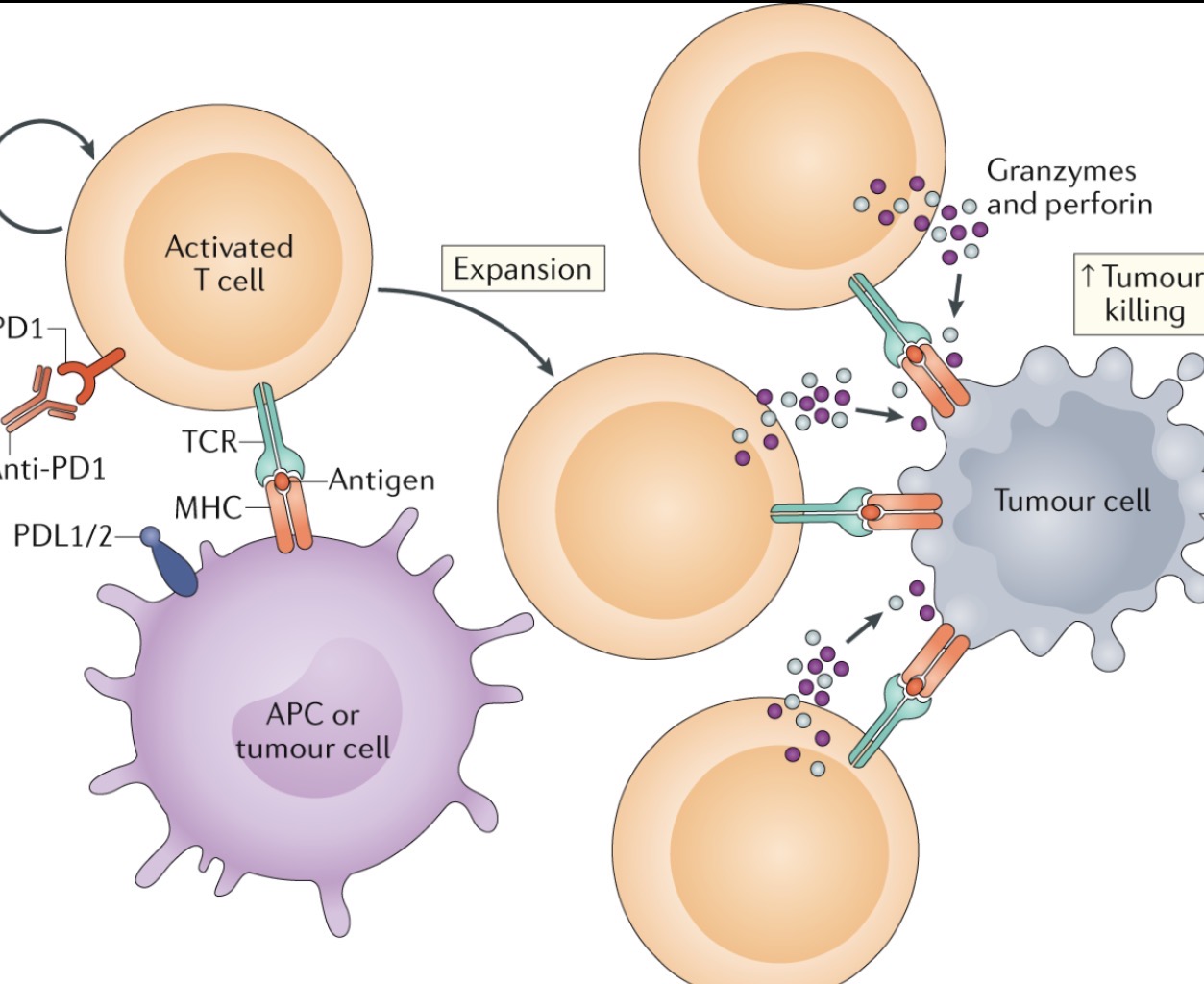 Immunotherapy