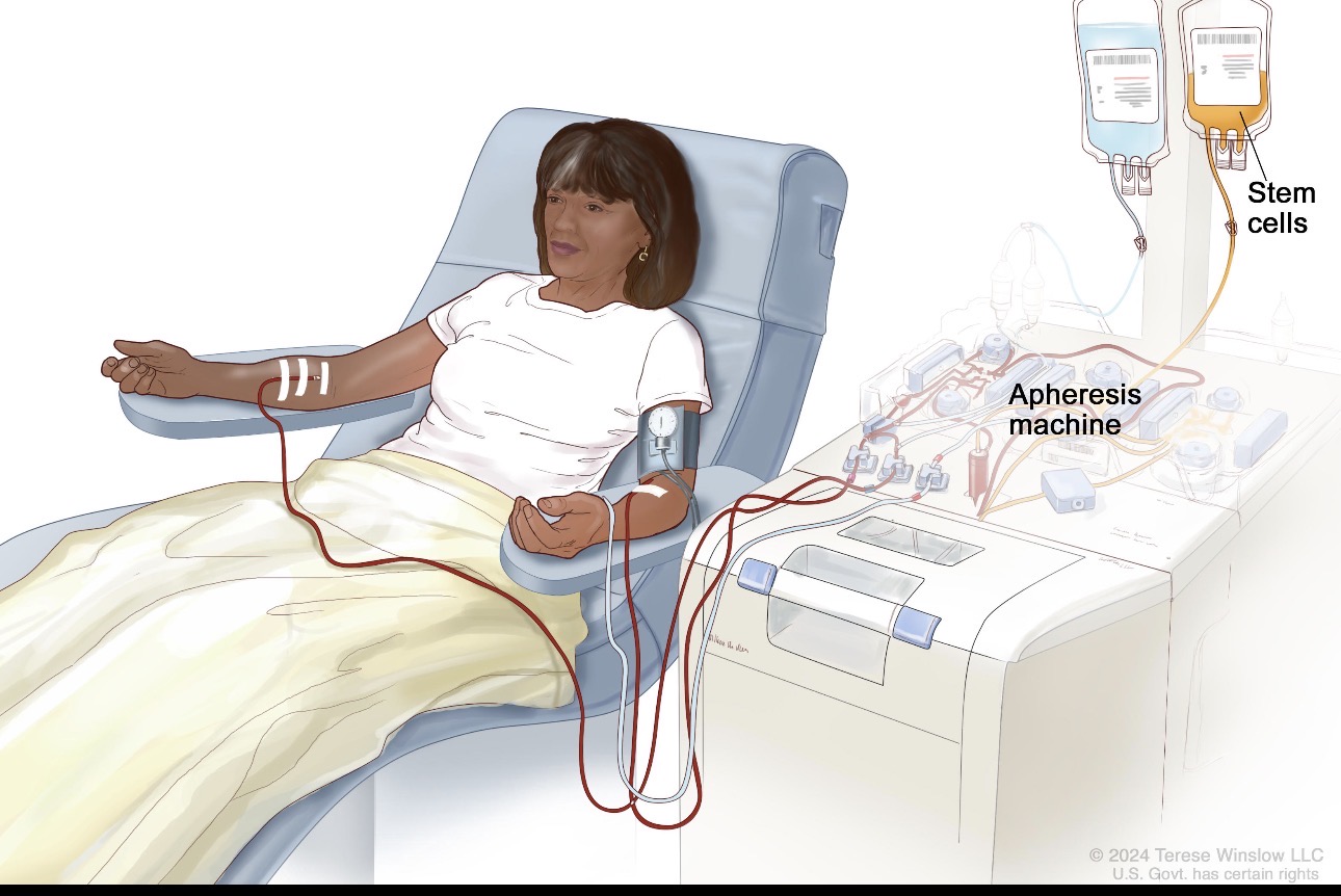 Stem cell / Bone Marrow Transplant